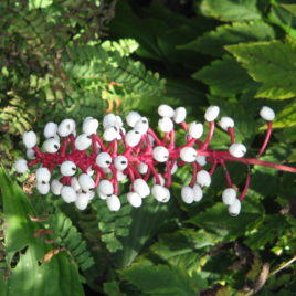 Actaea pachypoda white baneberry
