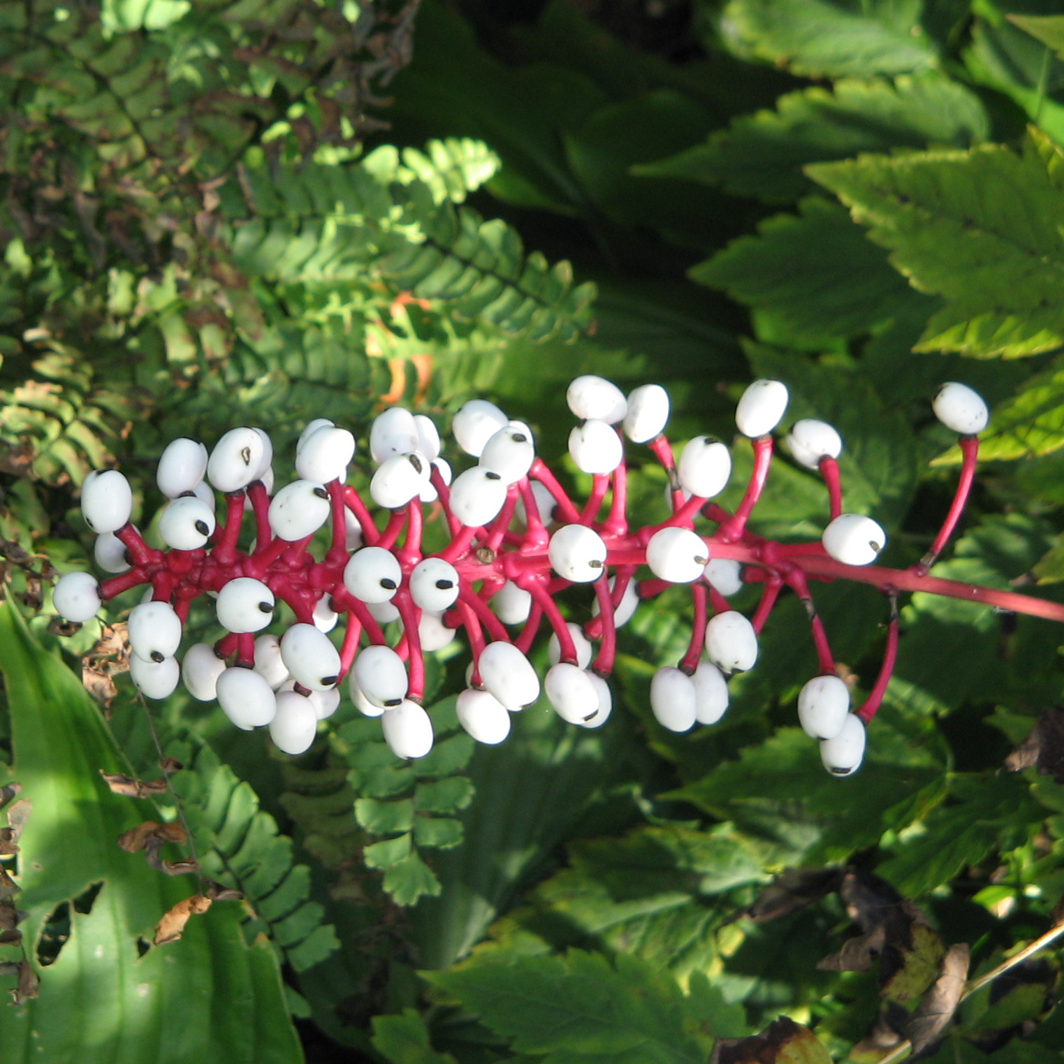 Actaea pachypoda (White baneberry)