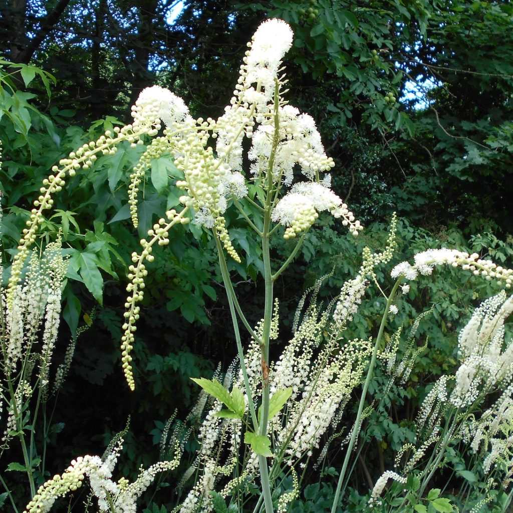 Actaea racemosa black cohosh