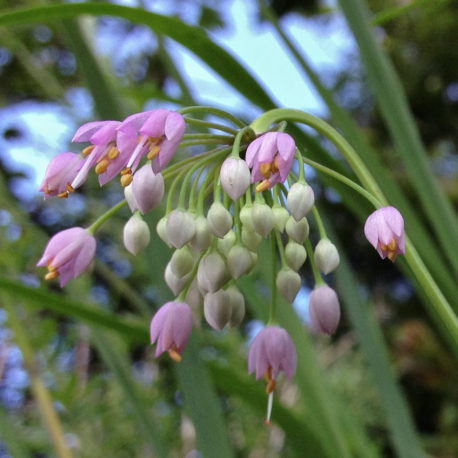 Allium cernuum nodding onion