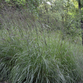 Andropogon gerardii Big Bluestem