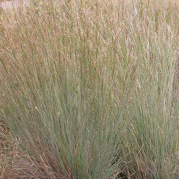 Andropogon scoparium