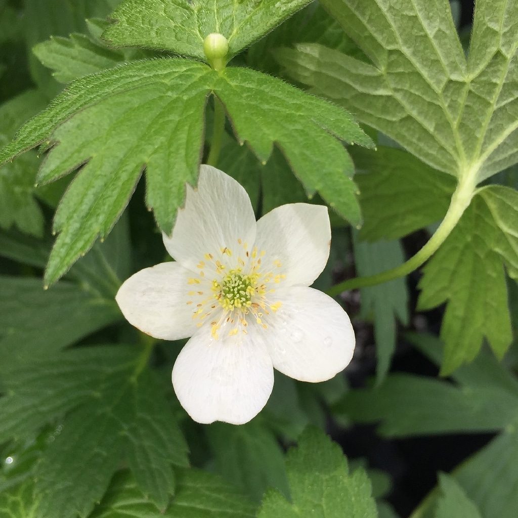 Anemone canadensis canada anemone