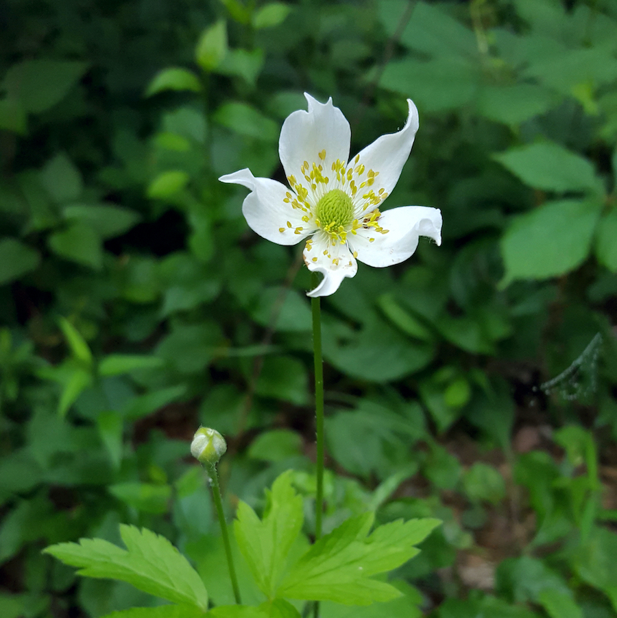 Anemone virginiana Tall Thimbleweed