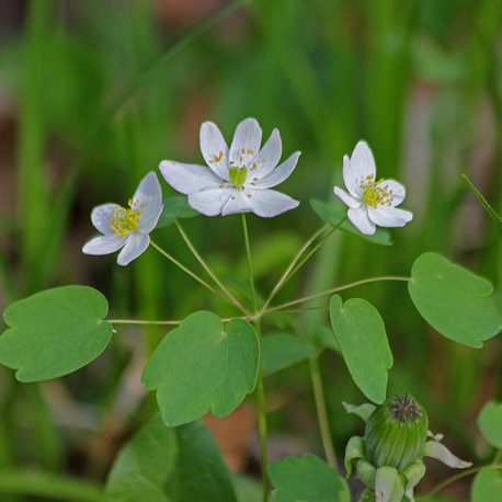 Anemonella thalictroides rue anemone