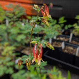 Aquilegia canadensis columbine