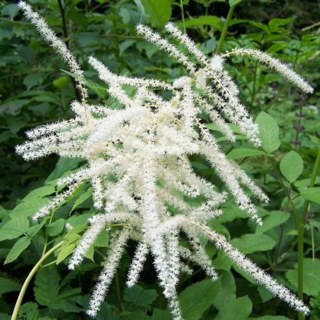 Aruncus dioicus goat’s beard