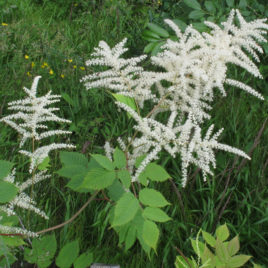 Aruncus dioicus