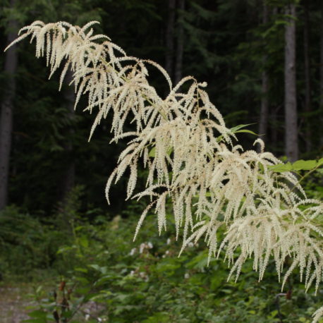 Aruncus-dioicus-goats-beard