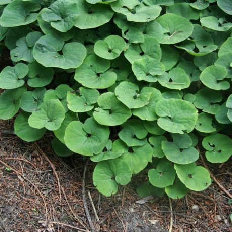 Asarum canadensis wild ginger