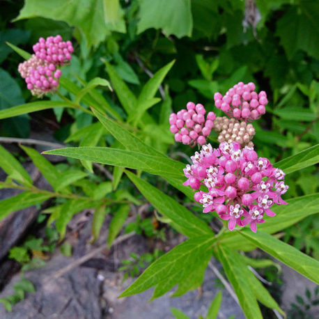 Asclepias incarnata swamp milkweed