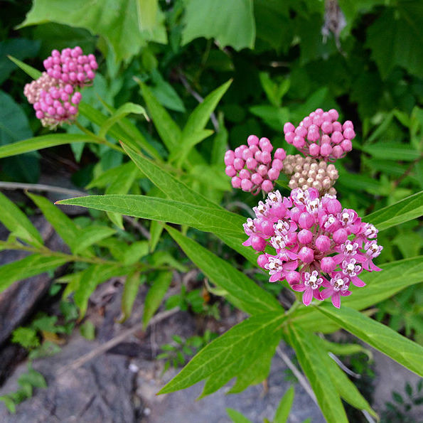 Asclepias incarnata, Red Milkweed - Keystone Wildflowers