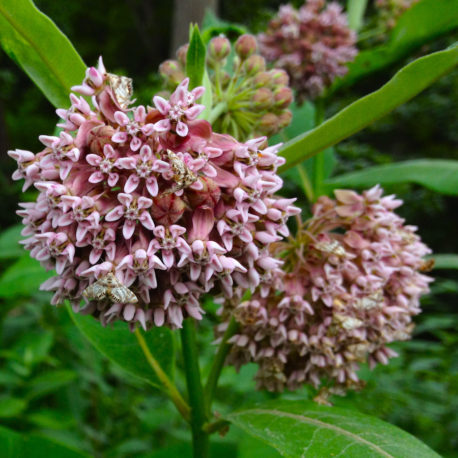 Asclepias syriaca common milkweed