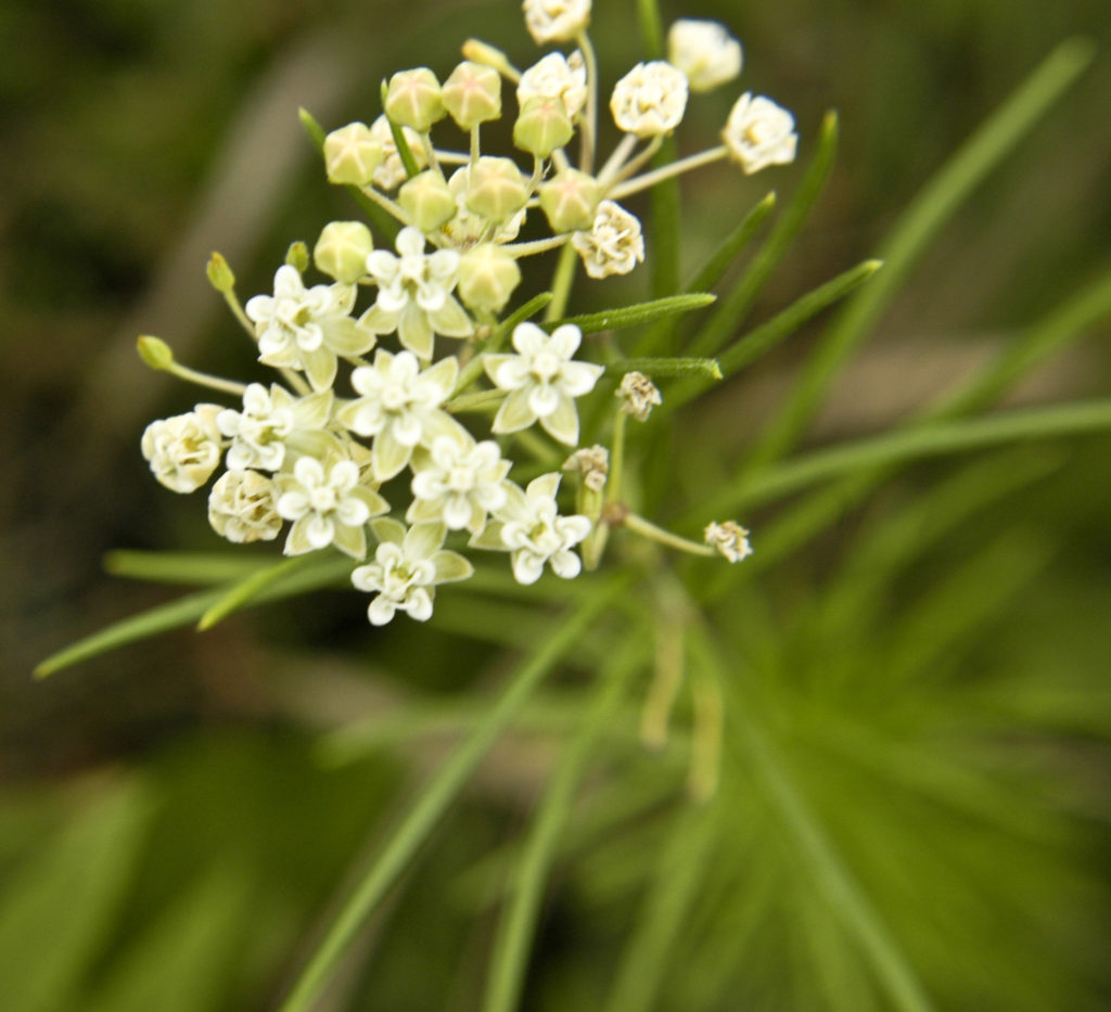 Asclepias verticillata, White Milkweed