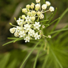 Asclepias verticillata White Milkweed