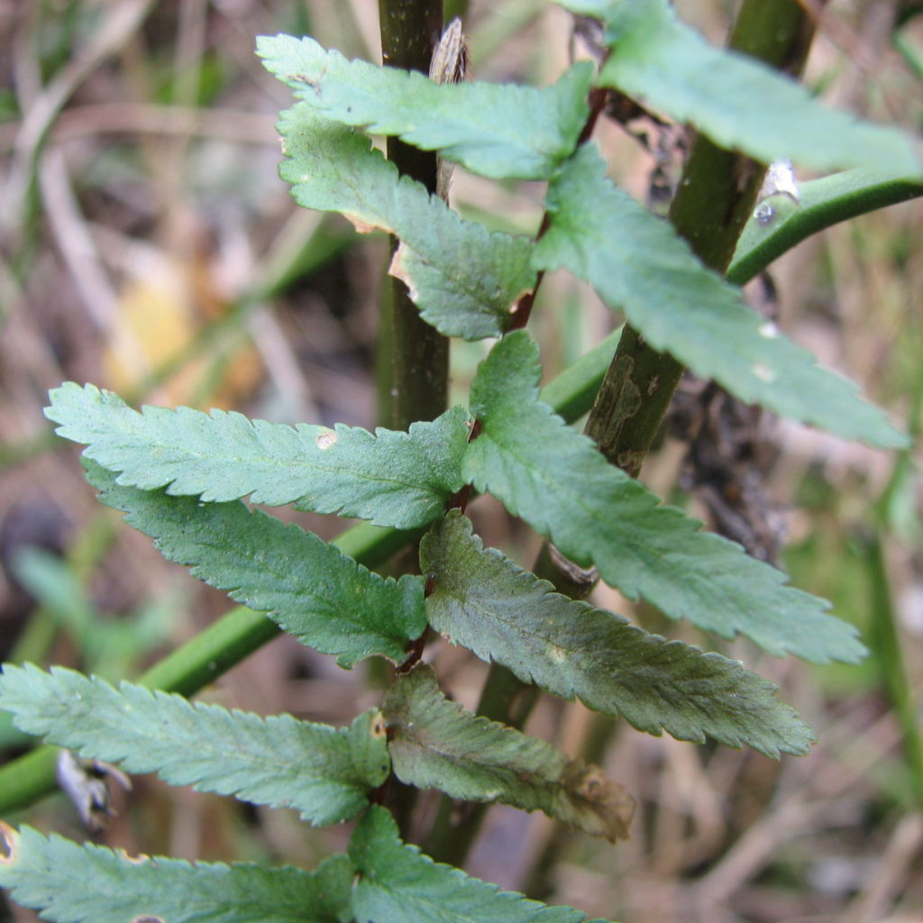 Asplenium platyneuron ebony spleenwort