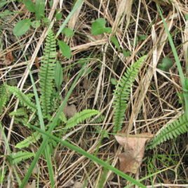 Asplenium platyneuron