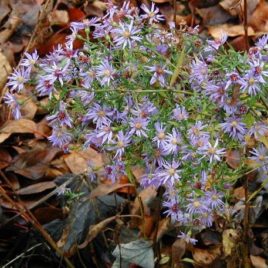 Aster cordifolius blue wood aster