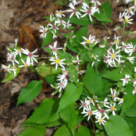 Aster divaricatus