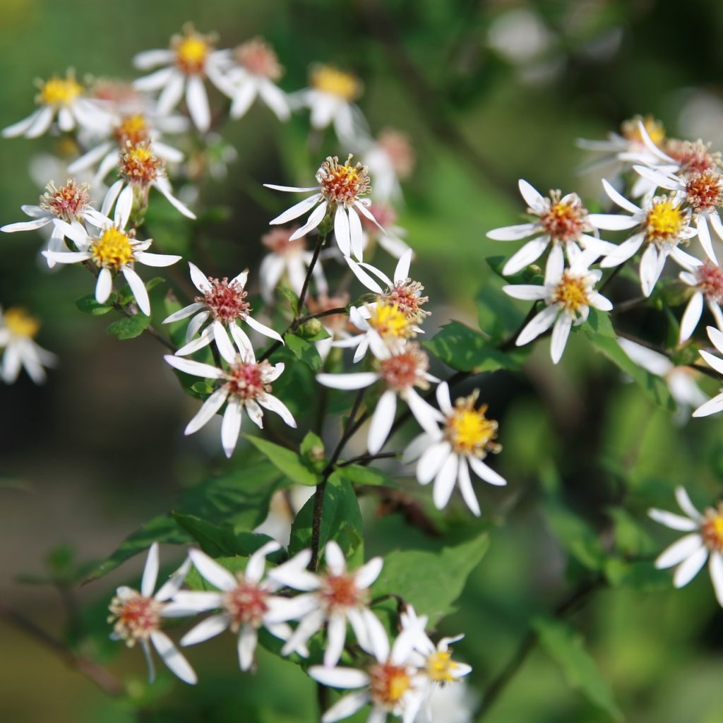 Aster divaricatus white wood aster