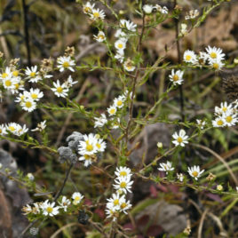 Aster ericoides heath aster