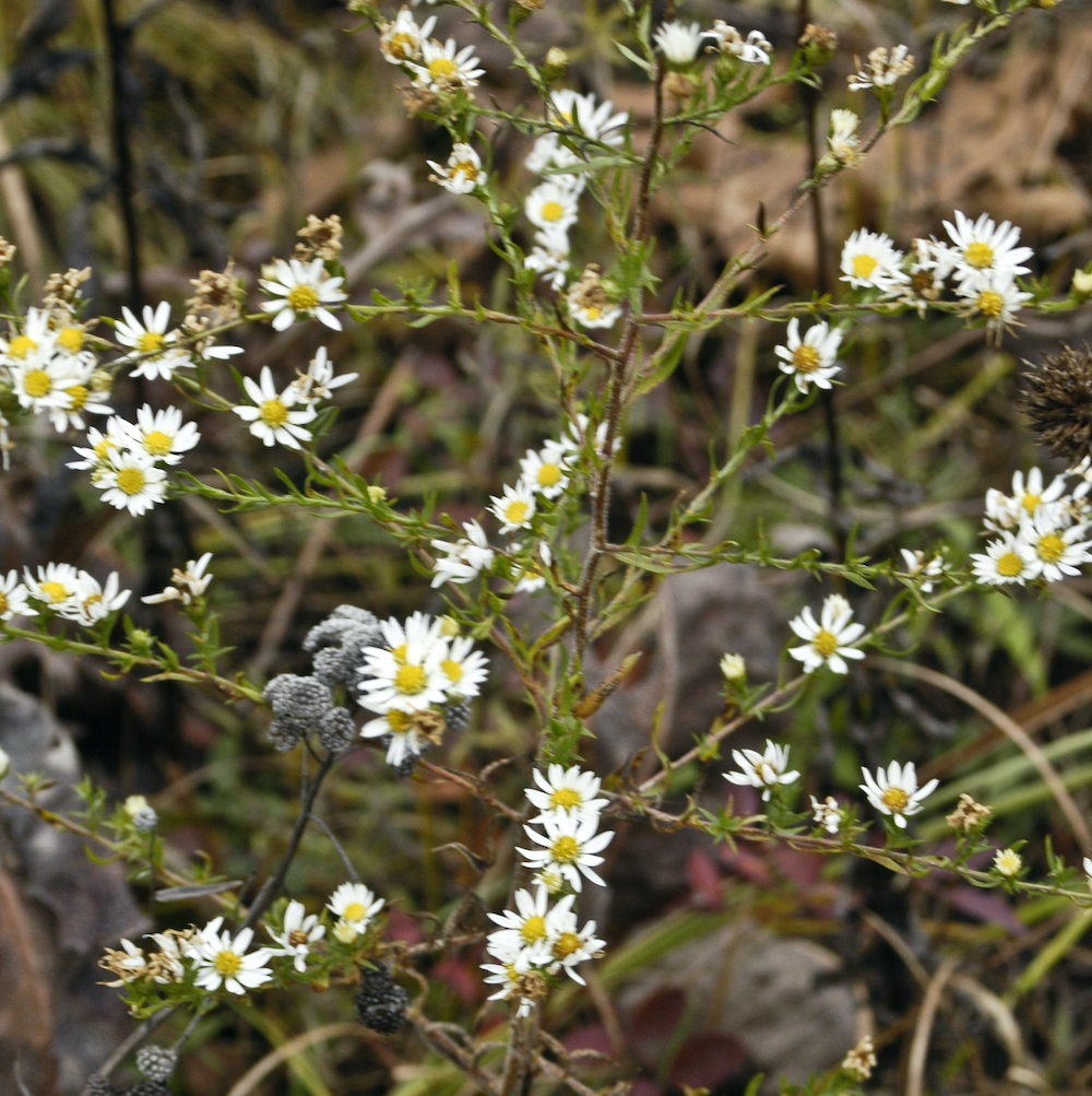 White Aster White Aster