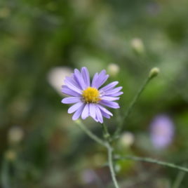 Aster laevis smooth blue aster