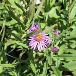 Aster novae-angliae