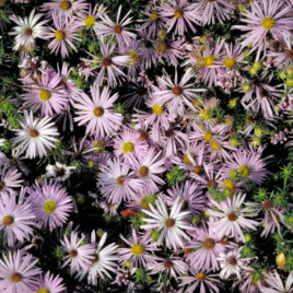 Aster oblongifolius Aromatic Aster