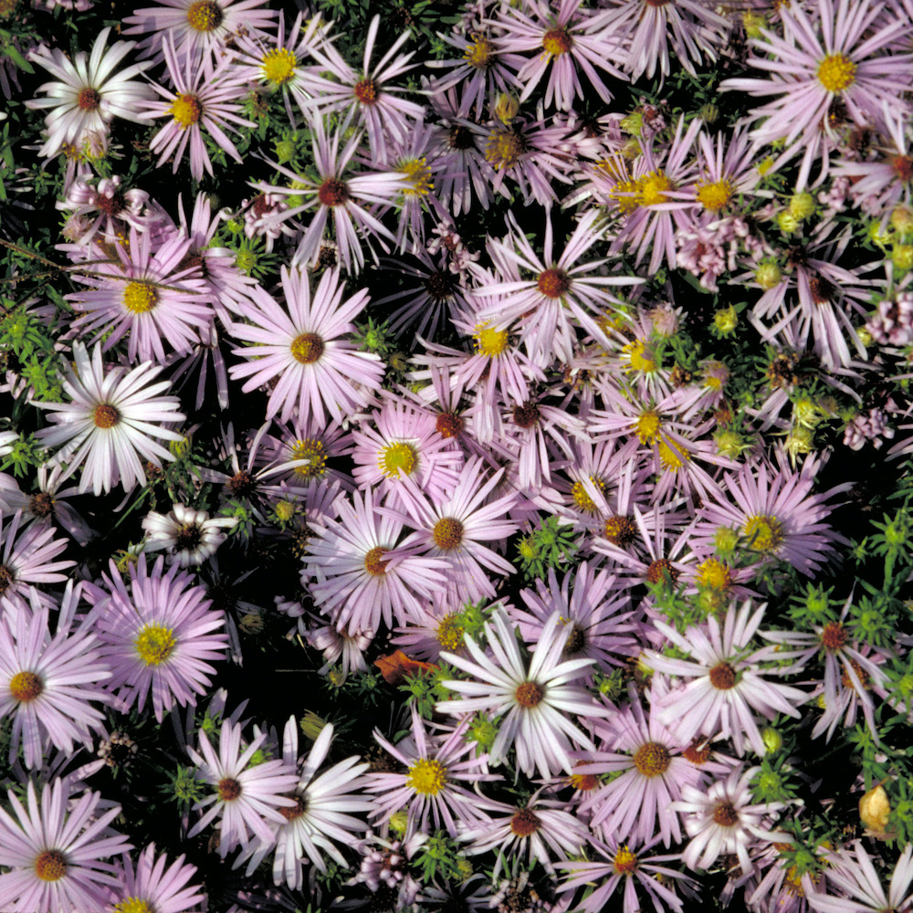 Aster oblongifolius Aromatic Aster