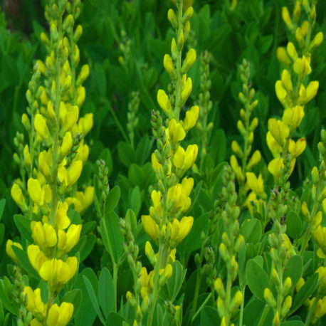 Baptisia tinctoria yellow wild indigo