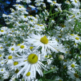 Boltonia asteroides false aster