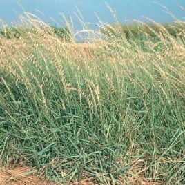 Bouteloua curtipendula side oats grama