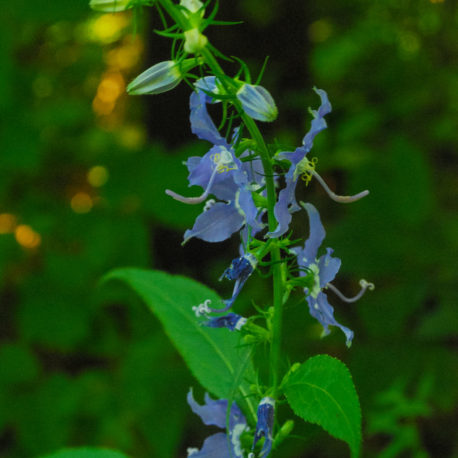 Campanula americana, Tall Bell Flower