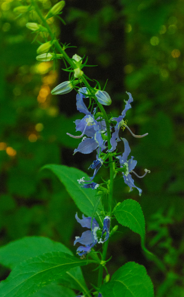 Campanula americana, Tall Bell Flower