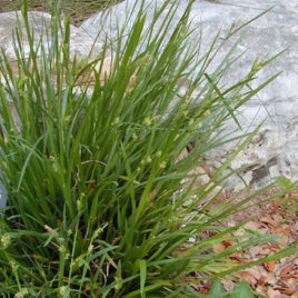 Carex blanda, Wood Sedge