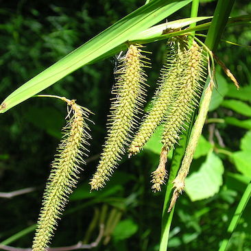 Carex crinita, Short-hair Sedge