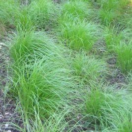 Carex pensylvanica Pennsylvania Sedge