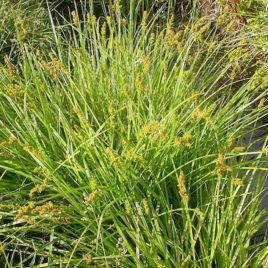 Carex stipata Common Fox Sedge