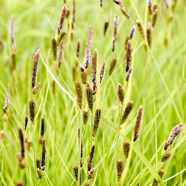 Carex stricta Tussock Sedge