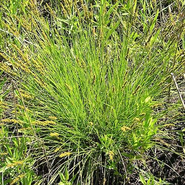 Carex vulpinoidea Fox Sedge