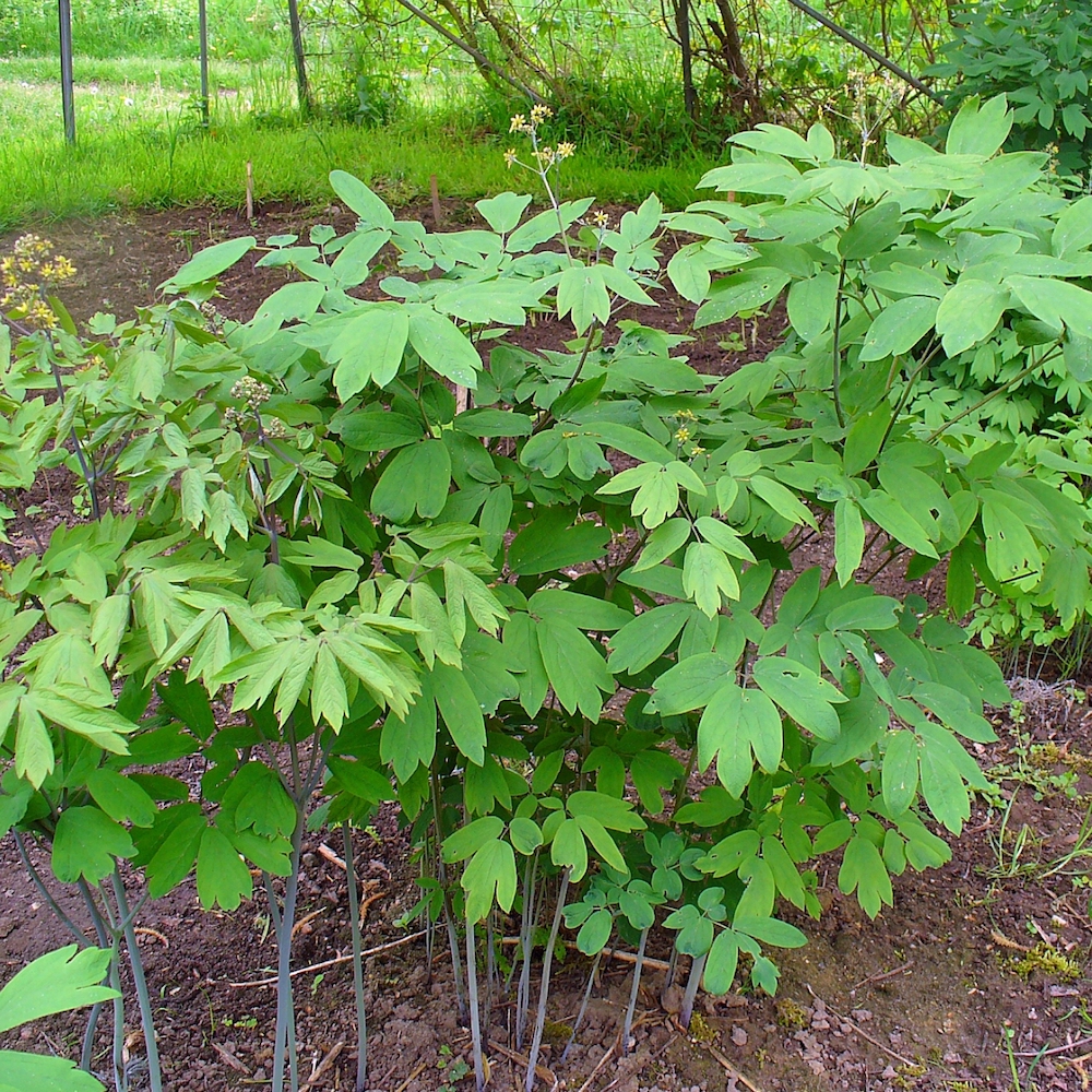 Caulophyllum thalictroides blue cohosh