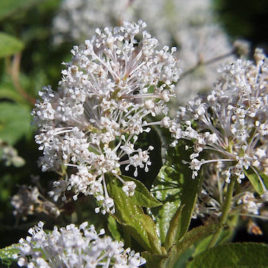 Ceanothus americanus New Jersey Tea