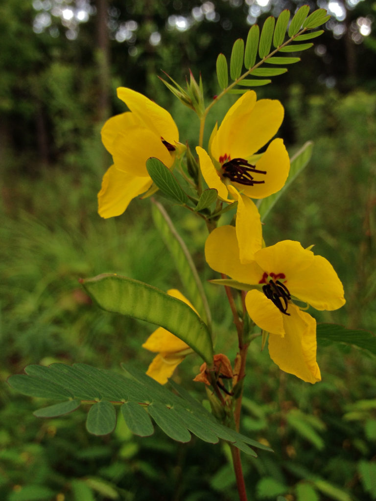 Chamaecrista fasciculata, Partridge Pea