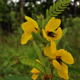 Chamaecrista fasciculata Partridge Pea