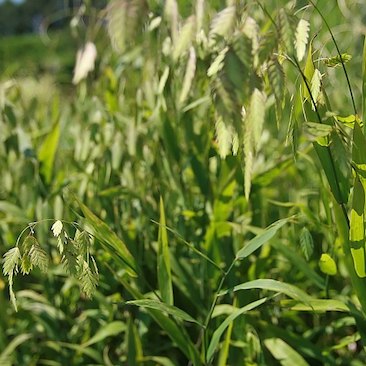 Chasmanthium latifolium Sea Oats