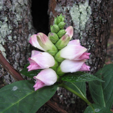 Chelone glabra turtlehead