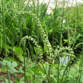 Cimicifuga racemosa black cohosh