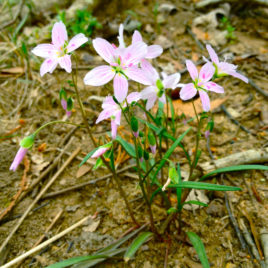 Claytonia virginica Spring Beauty
