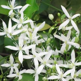 Clematis virginiana Virgin's Bower